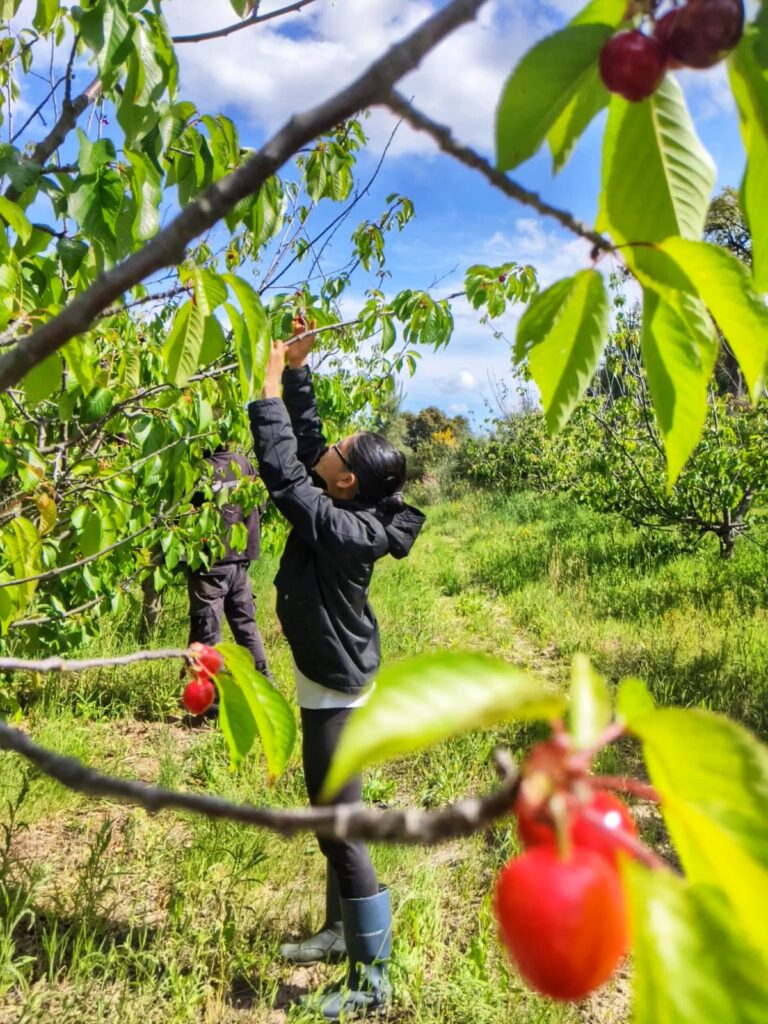 Harvesting activities