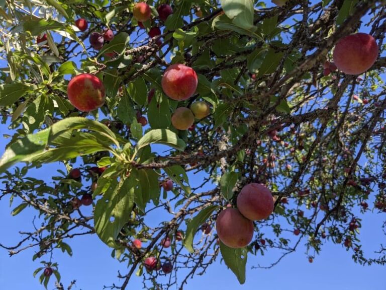 Organic fruits